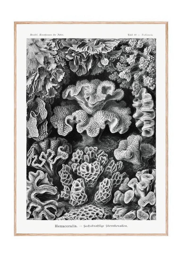 Hexacoralla–Sechsstrahlige Sternkorallen