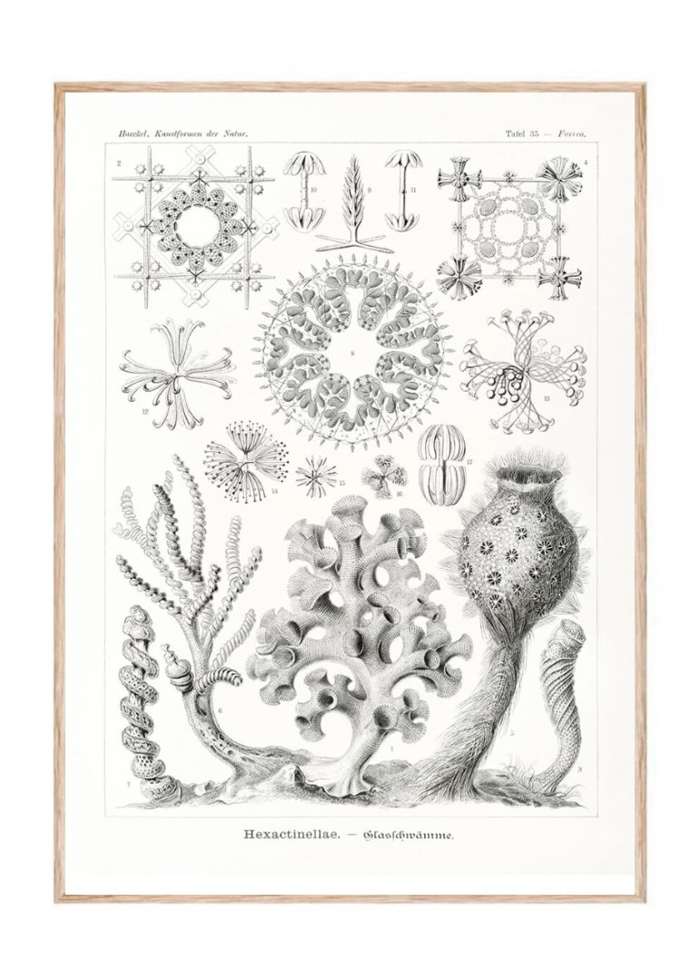 Hexactinellae–Glasschwämme