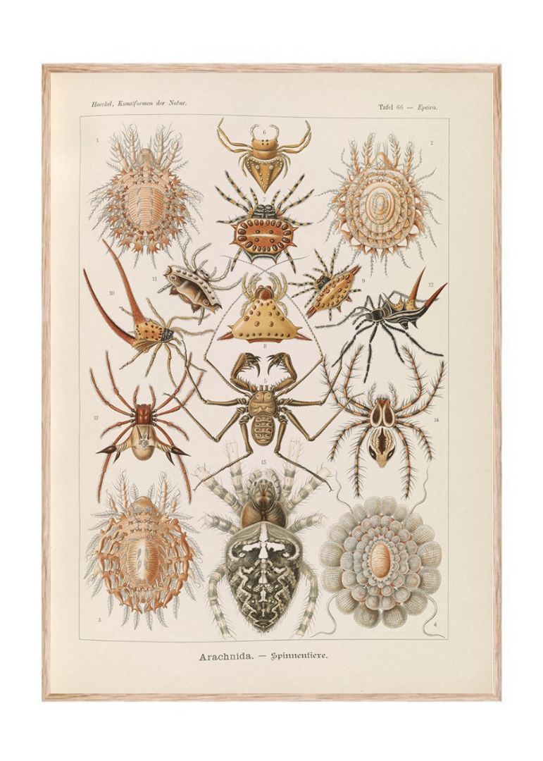 Insects illustration