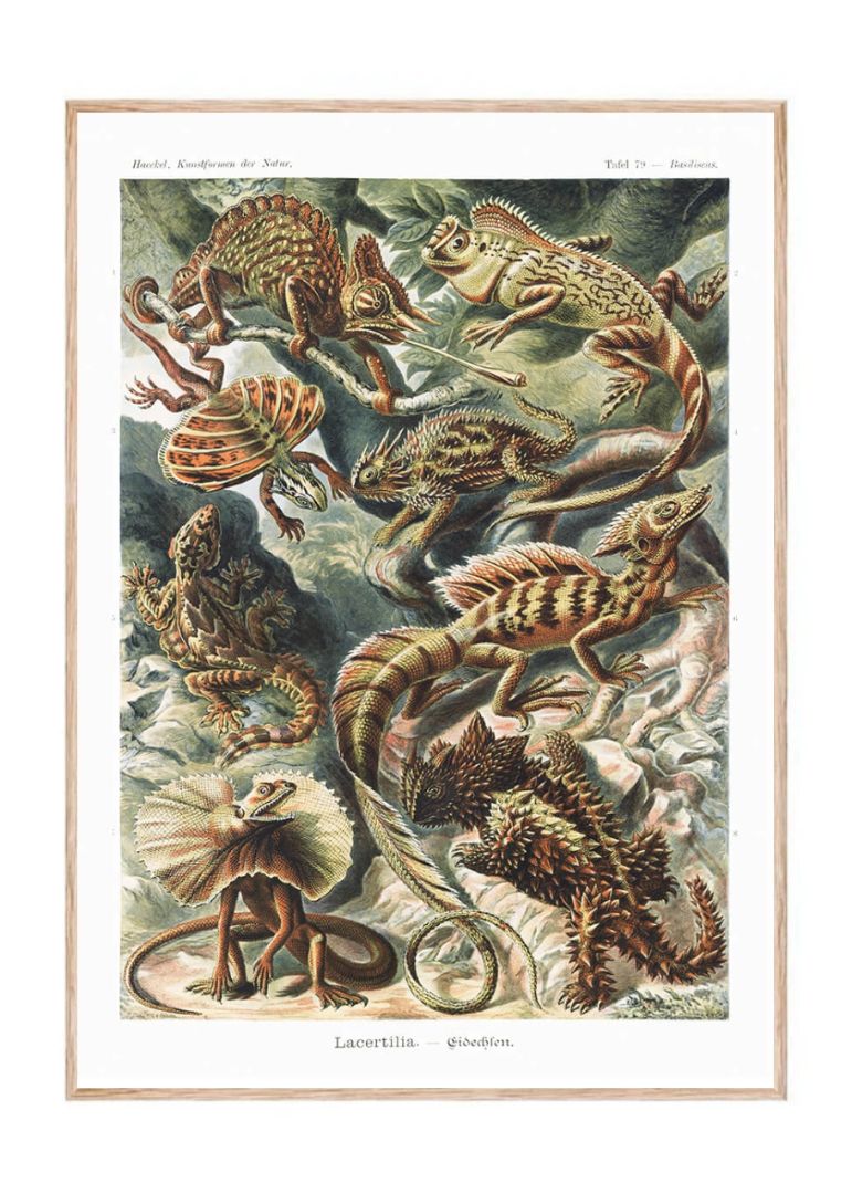 Lacertilia–Eidechlen