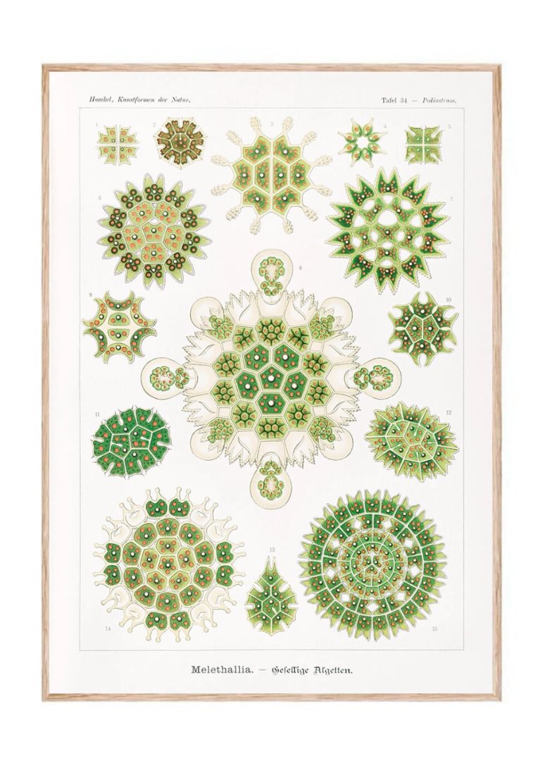 Melethallia–Gesellige Algetten