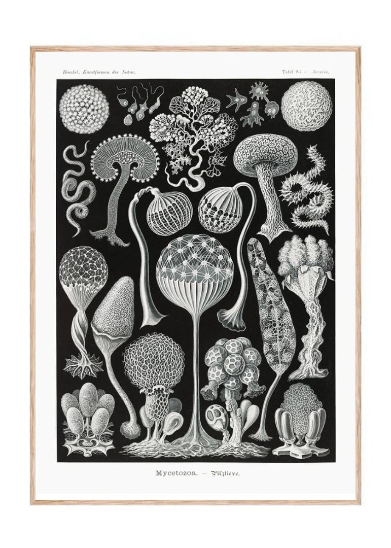 Mycetozoa–Pilztiere