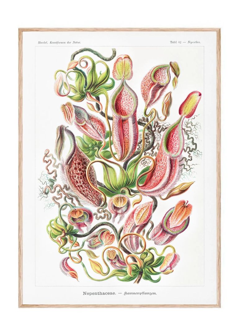 Nepenthaceae–Kannenpflanzen