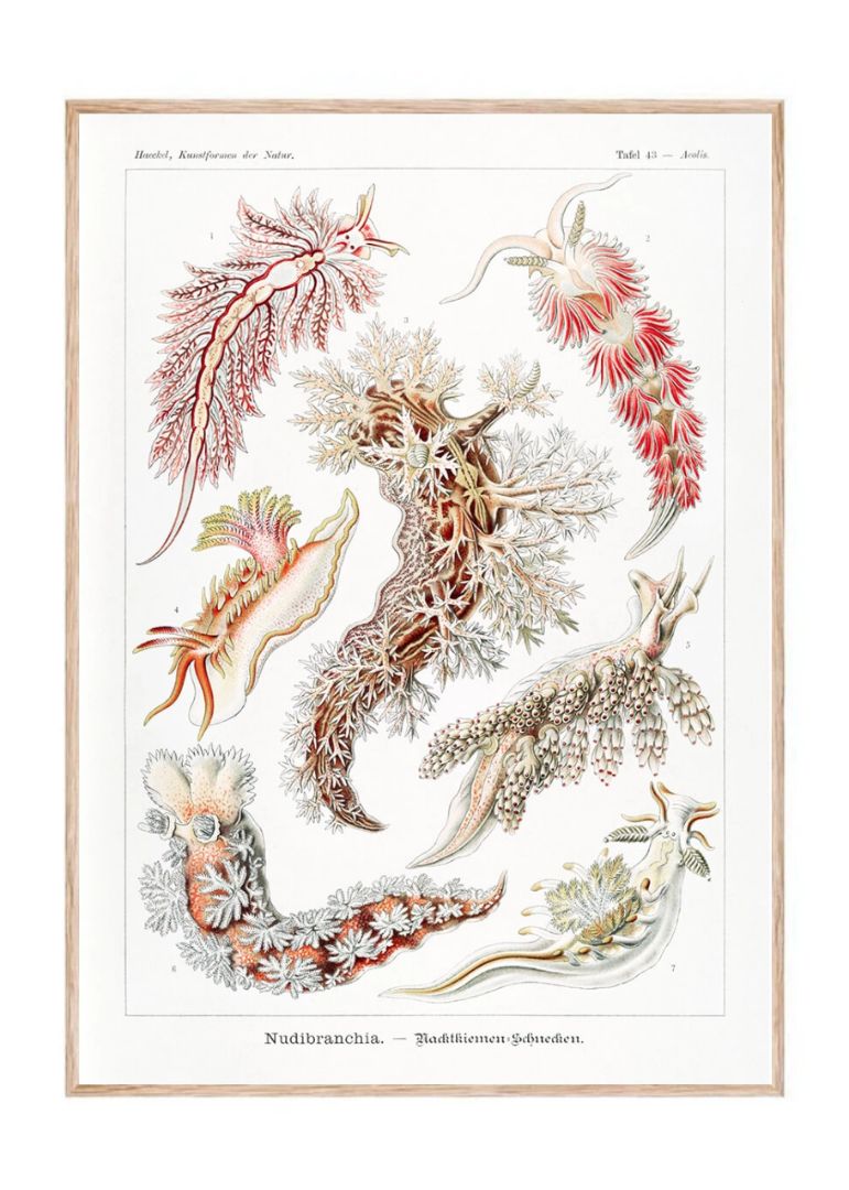 Nudibranchia–Nacktkiemen Schnecken