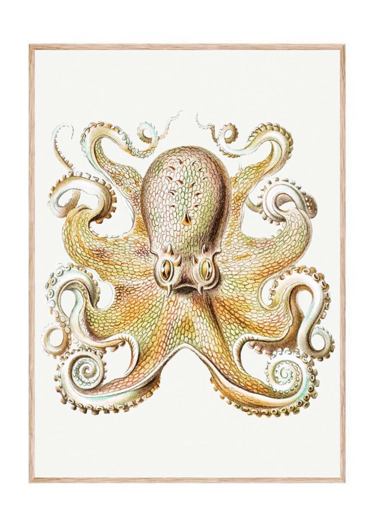 Octopus marine life illustration