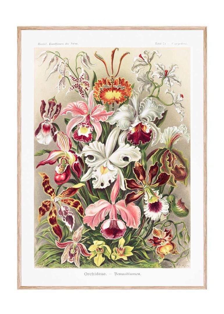 Orchideae–Denusblumen