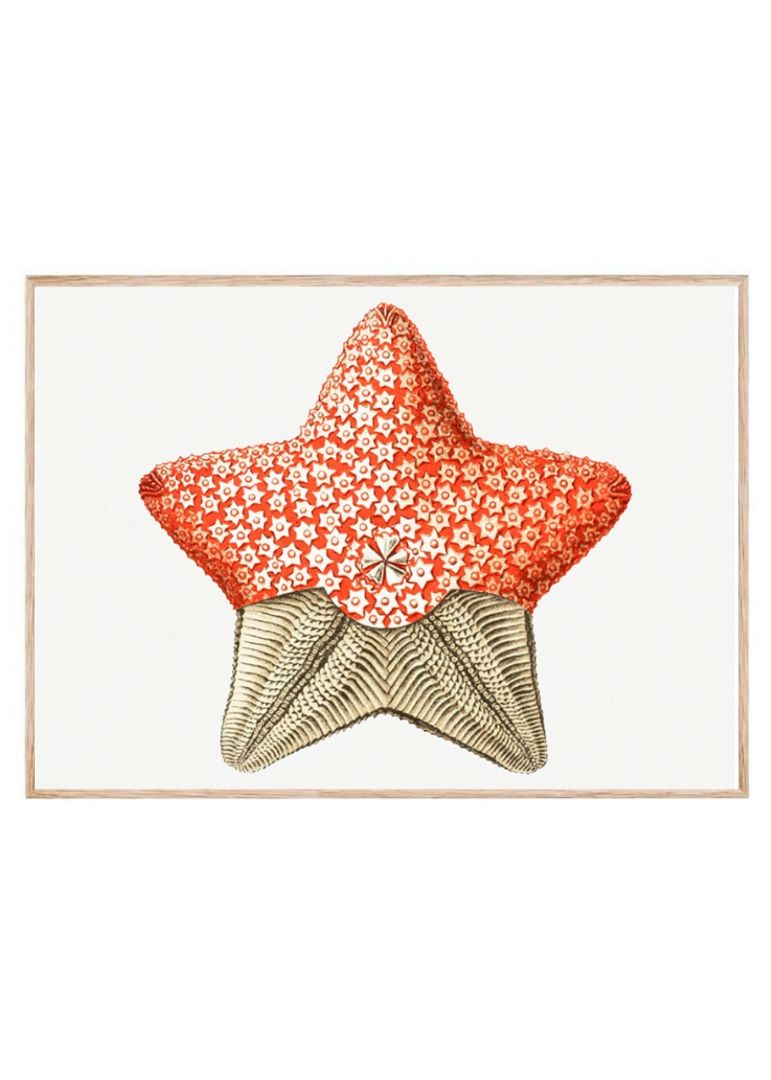 starfish marine life illustration II