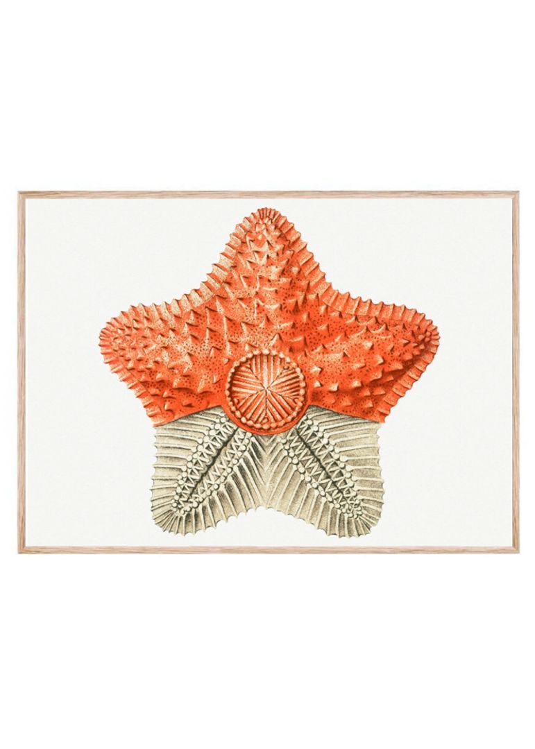 starfish marine life illustration
