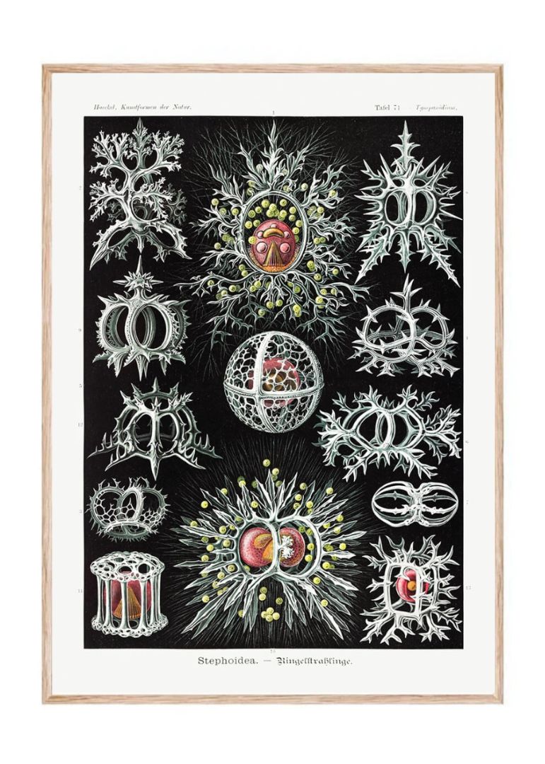 Stephoidea–Ringelstrahlinge