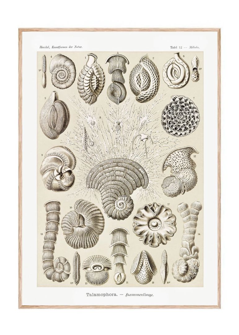 Talamophora–Kammerlinge