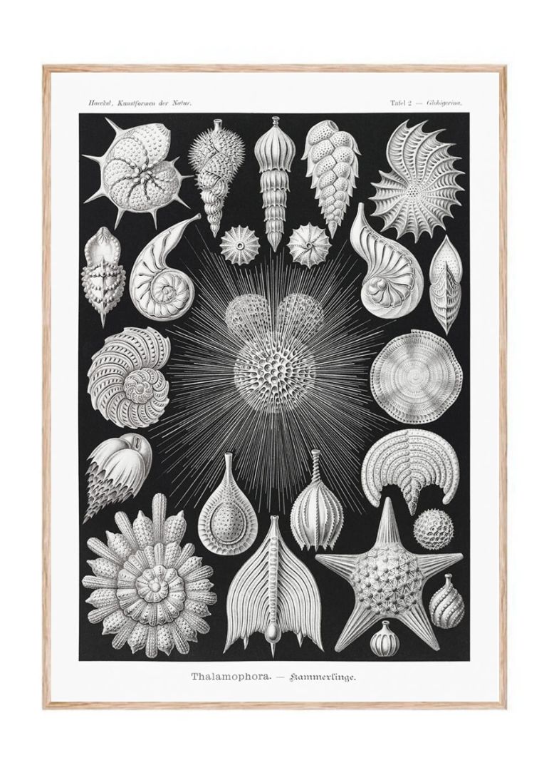 Thalamophora–Kammerlinge from Kunstformen der Natur (1904)