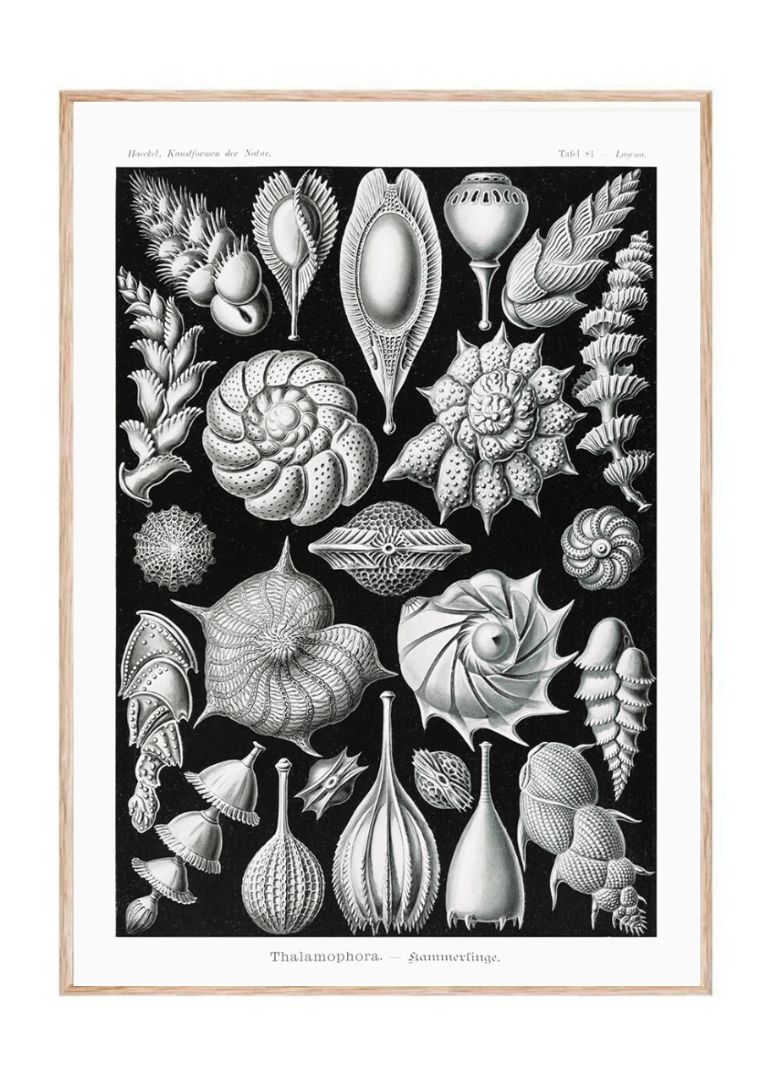 Thalamophora–Kammerlinge