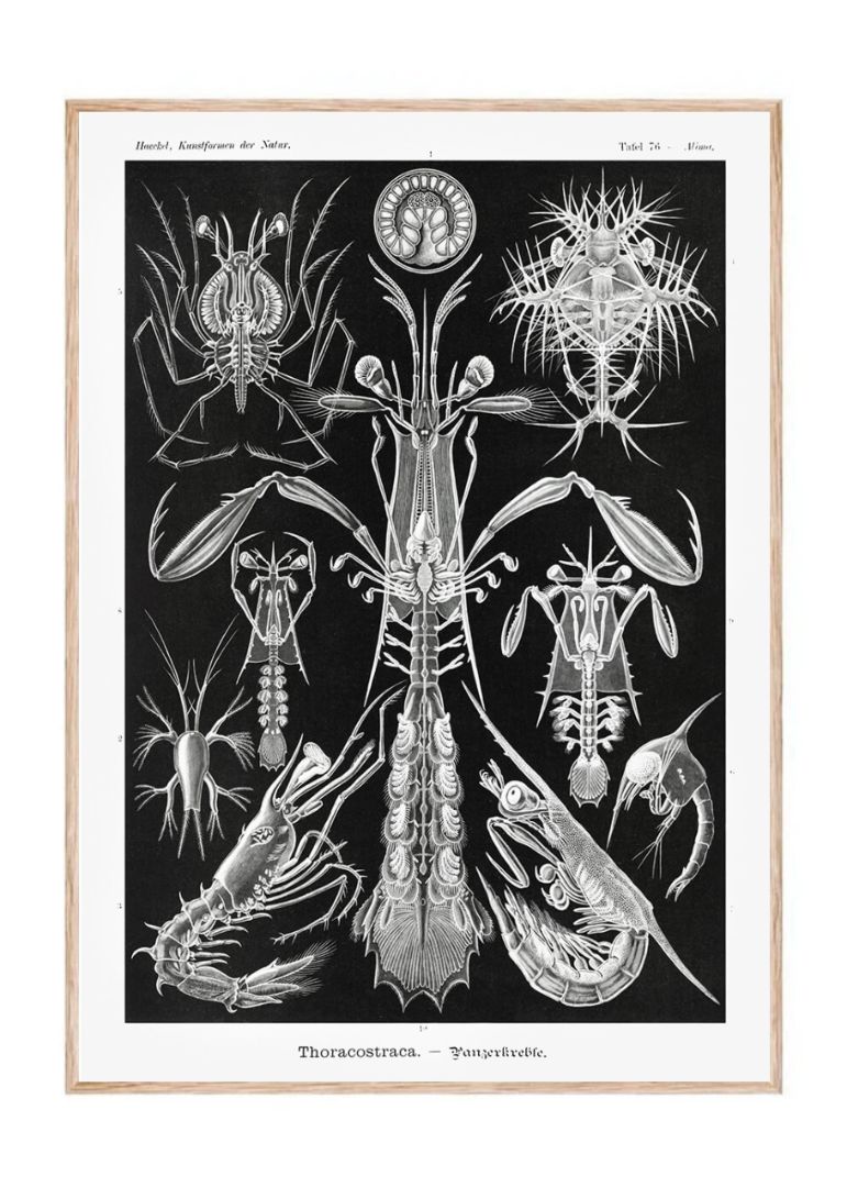 Thoracostraca–Panzerkrebse