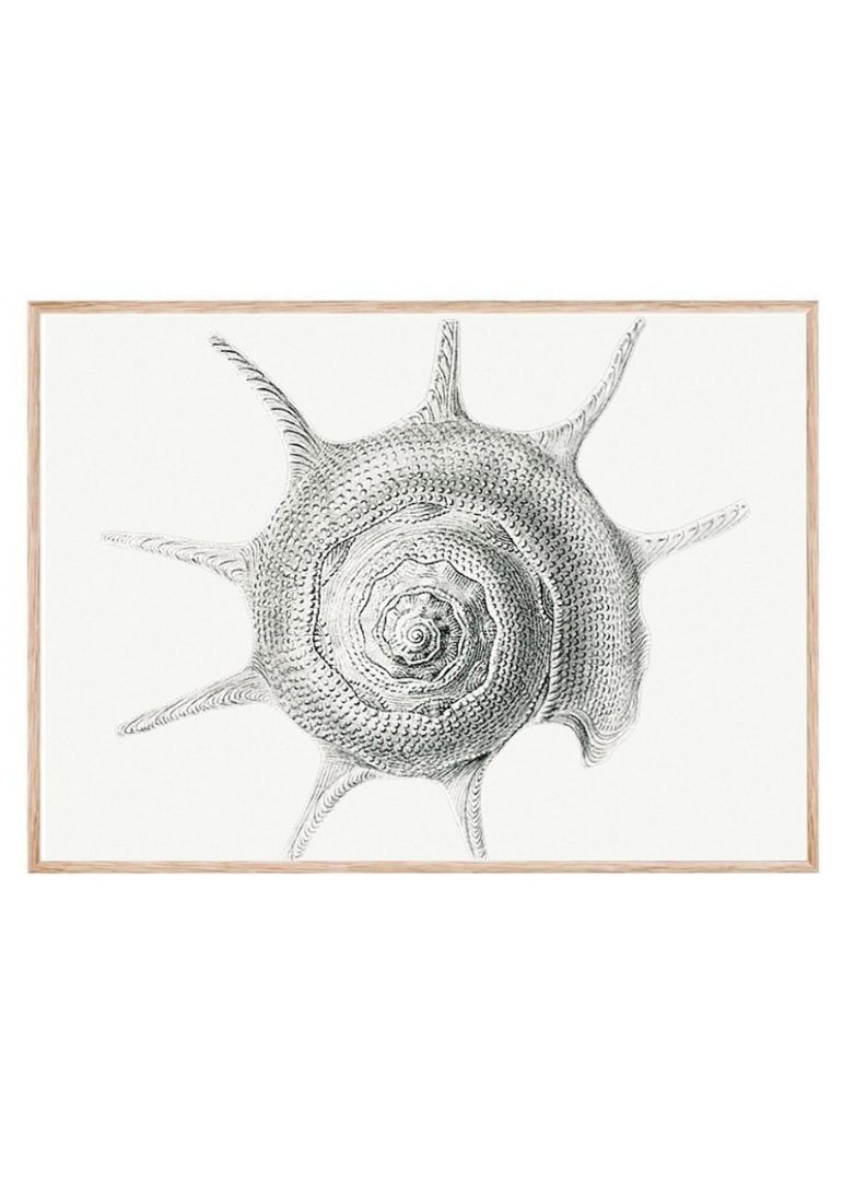 Vintage aquatic snail