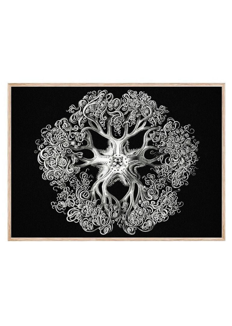 Vintage brittle star I