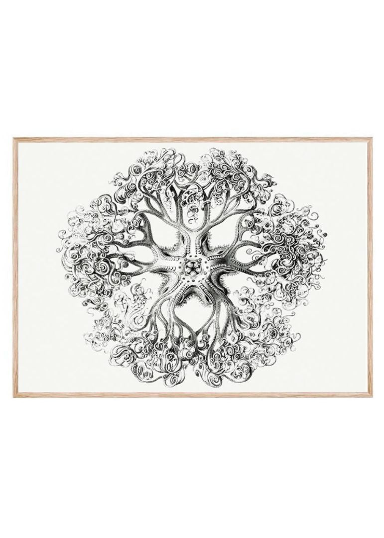 Vintage brittle star II