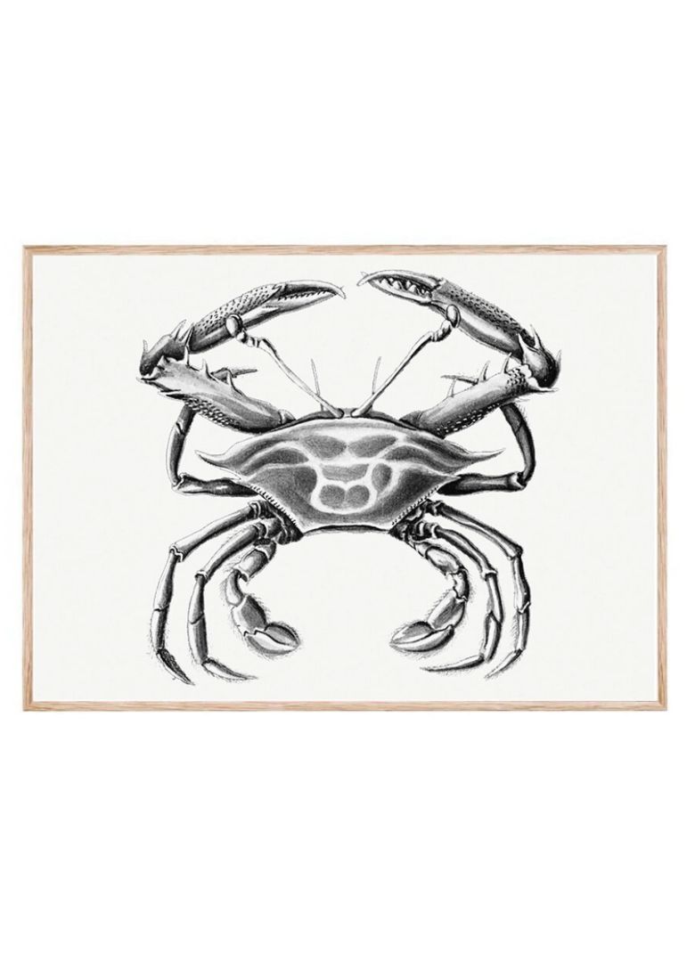 Vintage crab marine life