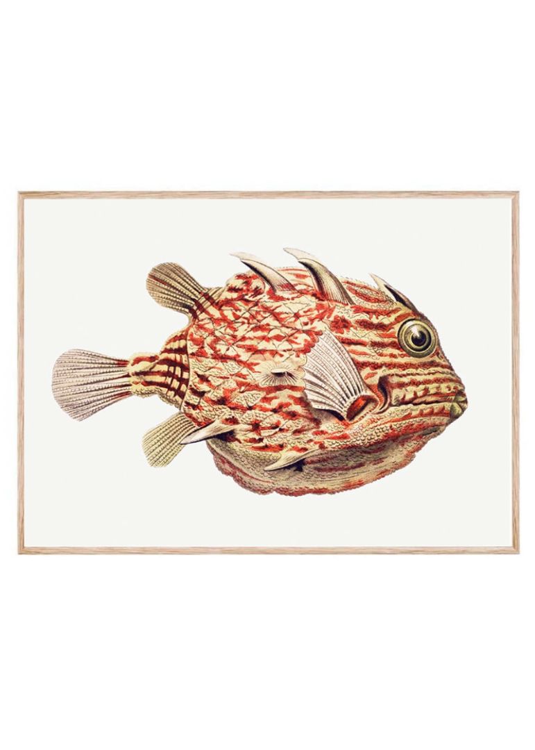 Vintage fish IV