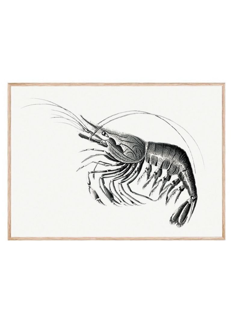 Vintage prawn marine life III