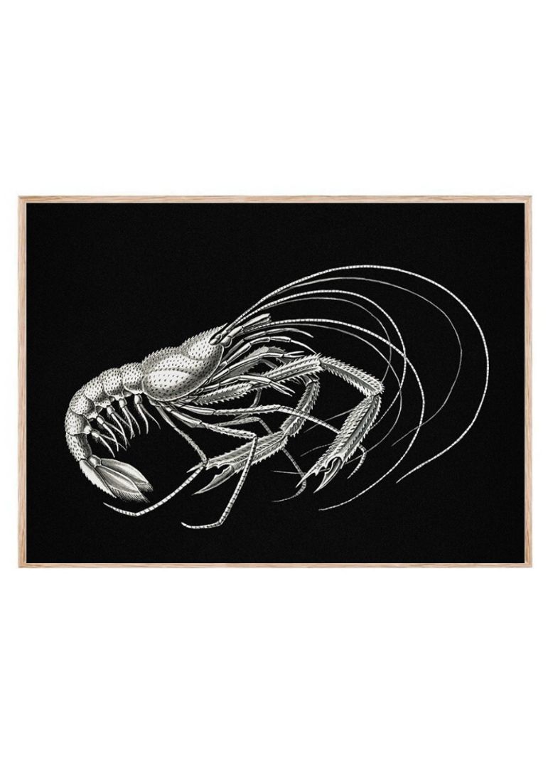 Vintage prawn marine life IV