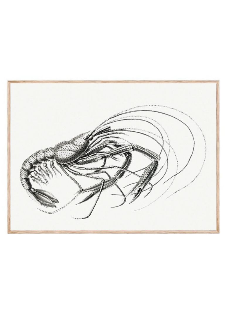 Vintage prawn marine life V