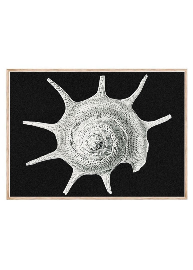 Vintage shell marine life II