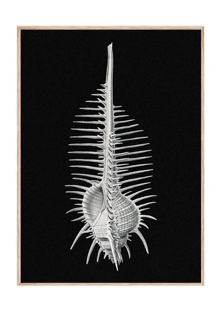 Vintage shell marine life III
