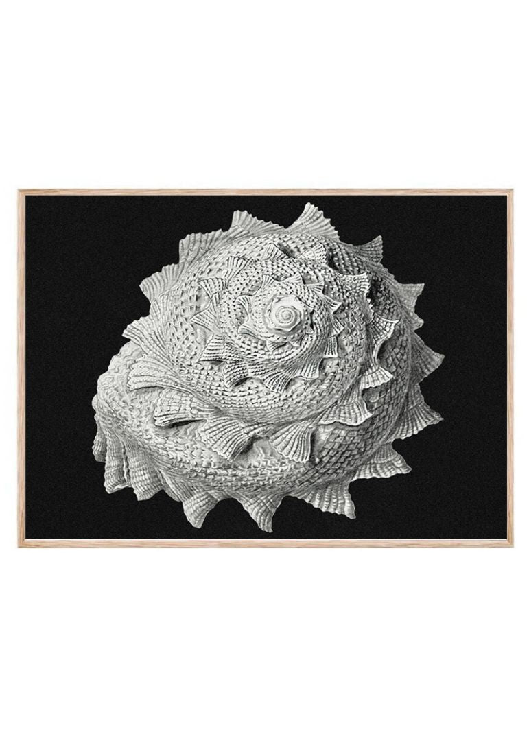 Vintage shell marine life IV