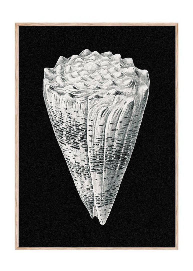 Vintage shell marine life VI