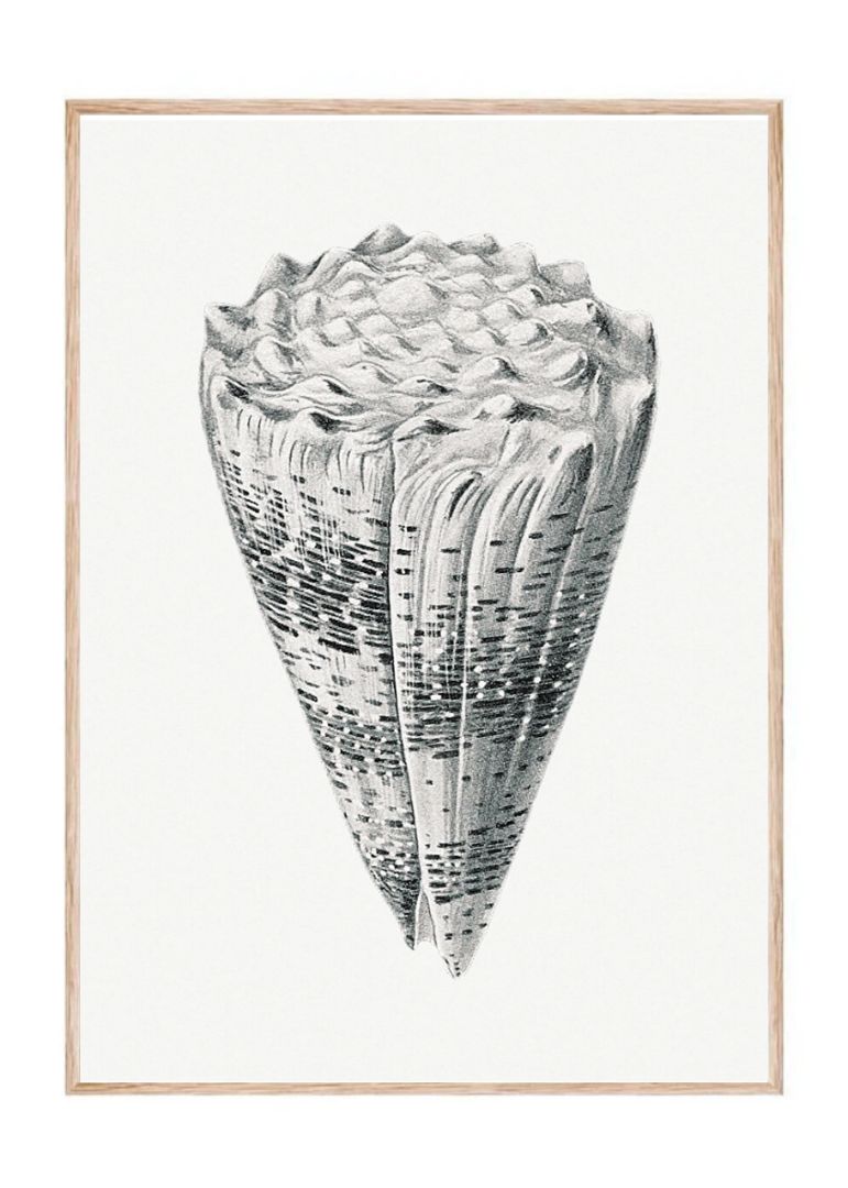 Vintage shell marine life VII.jpg