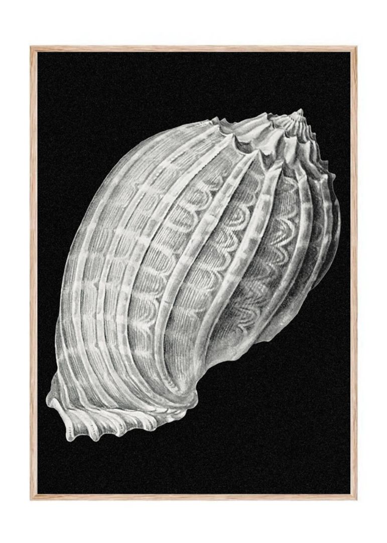 Vintage shell marine life VIII