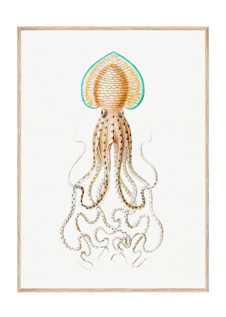Vintage squid marine life I