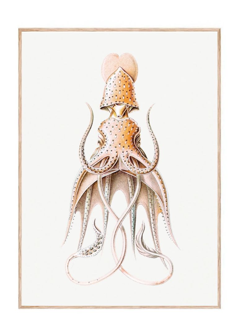 Vintage squid marine life II