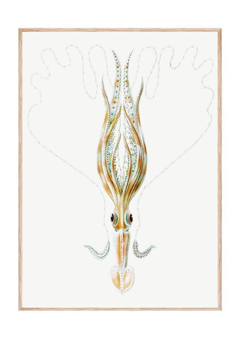 Vintage squid marine life III
