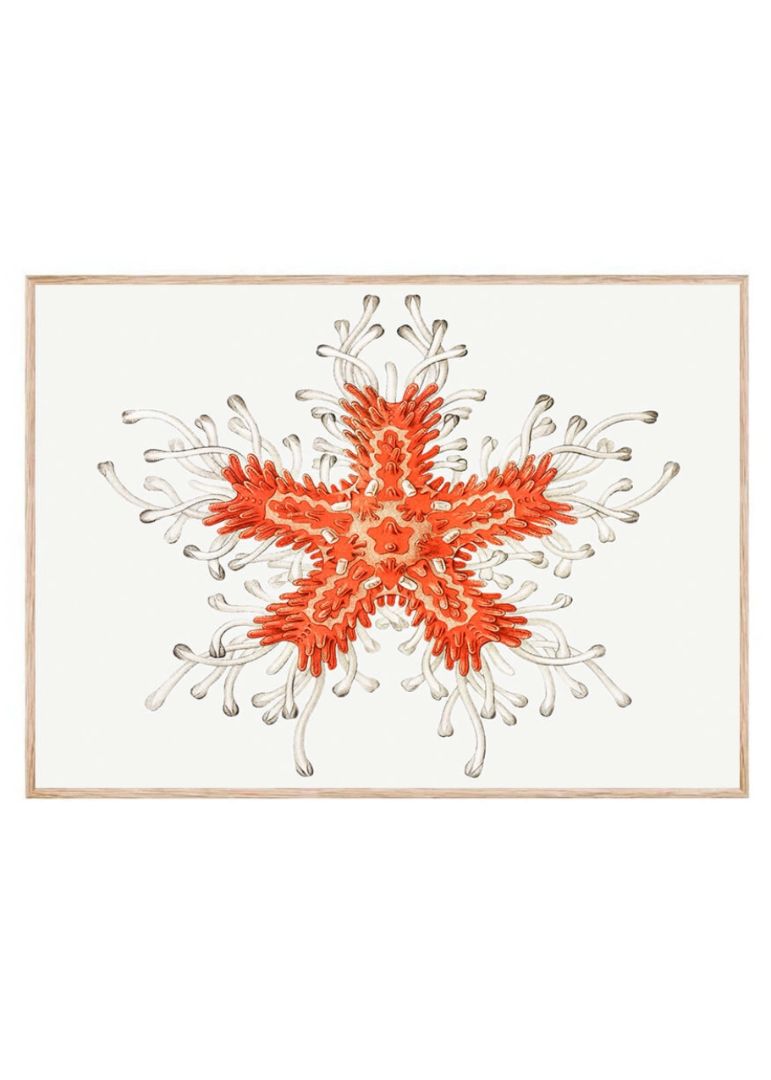 Vintage starfish marine life I