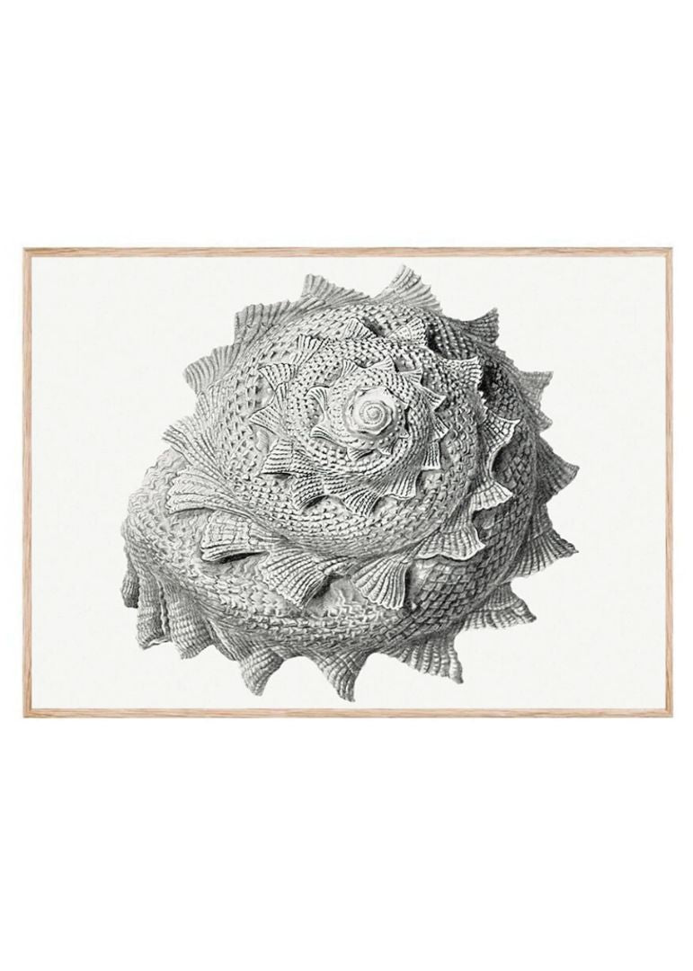 Vintage terrestrial snail I
