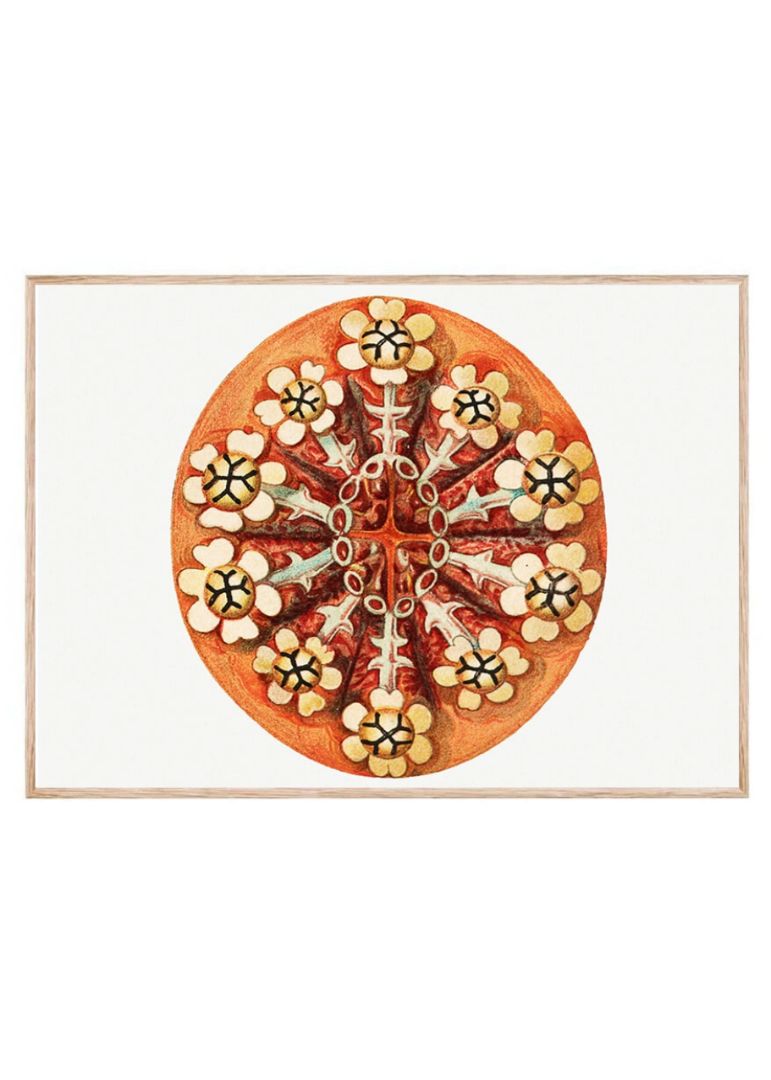 vintage tunicate ilustration III