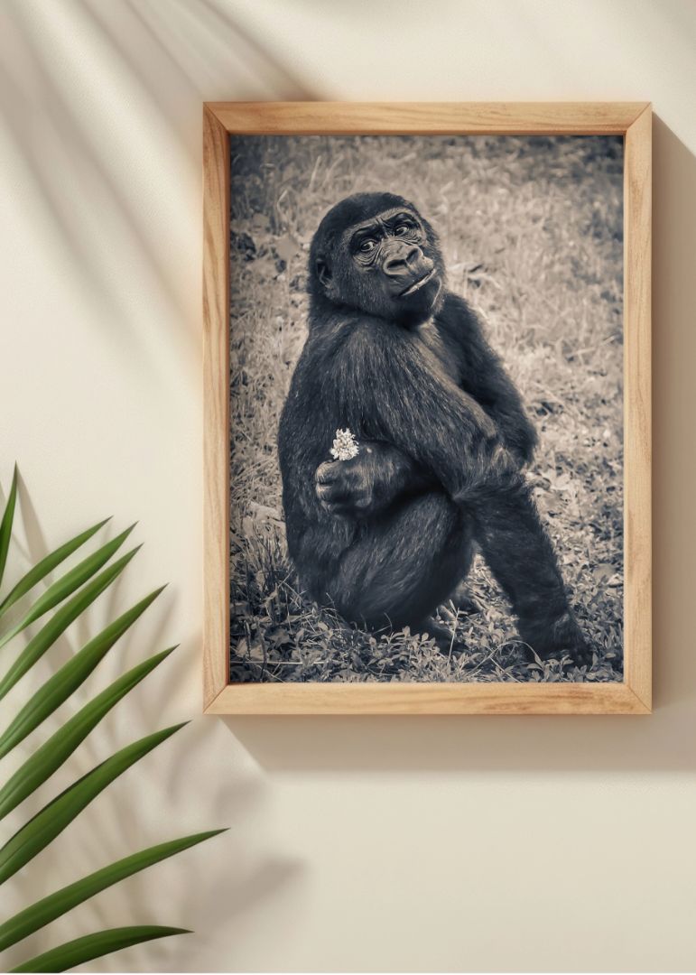 Gorillaen er forelsket