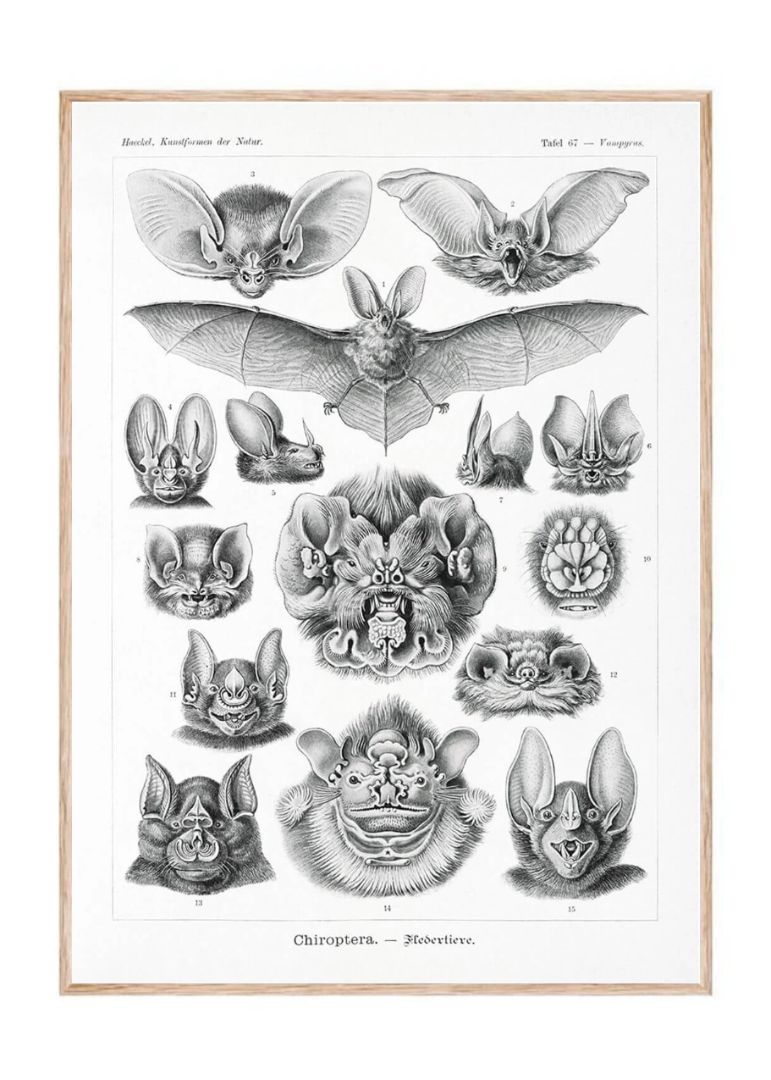Chiroptera – Fledertiere