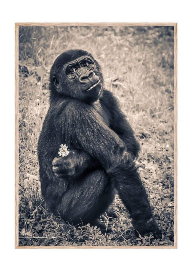 Gorillaen er forelsket
