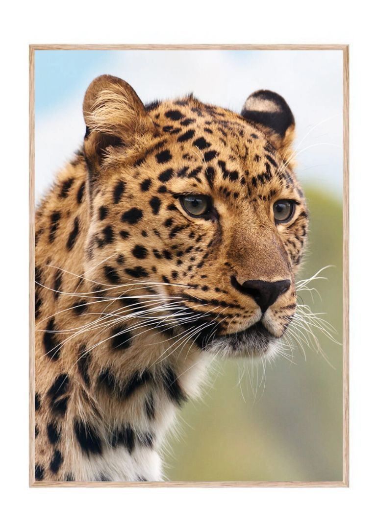 Leoparden i portræt