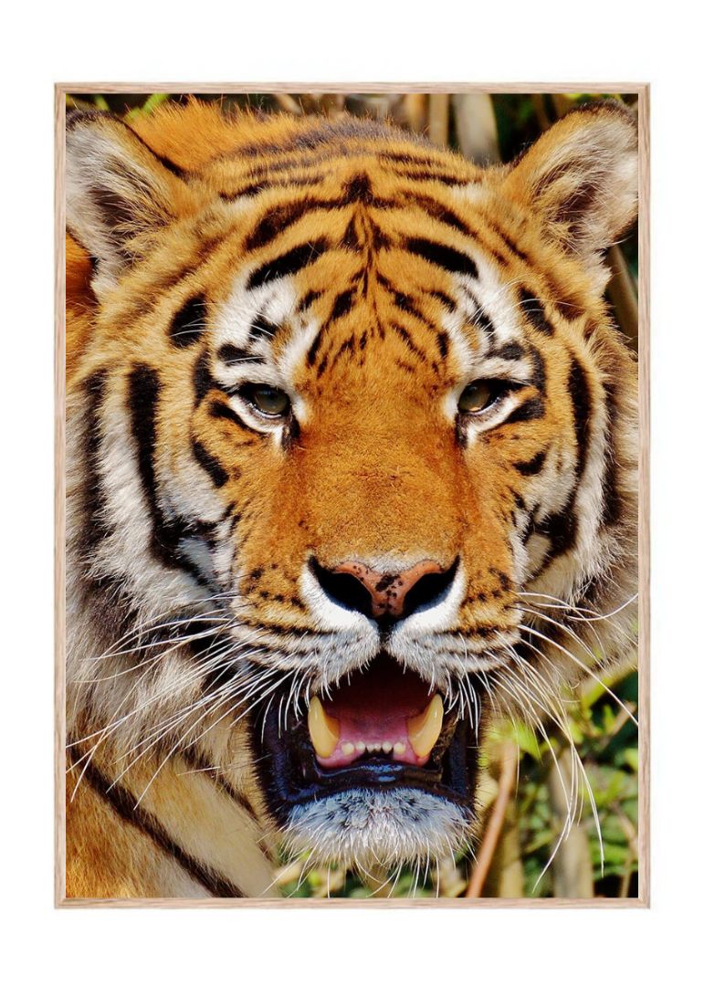 Tigerens storhed