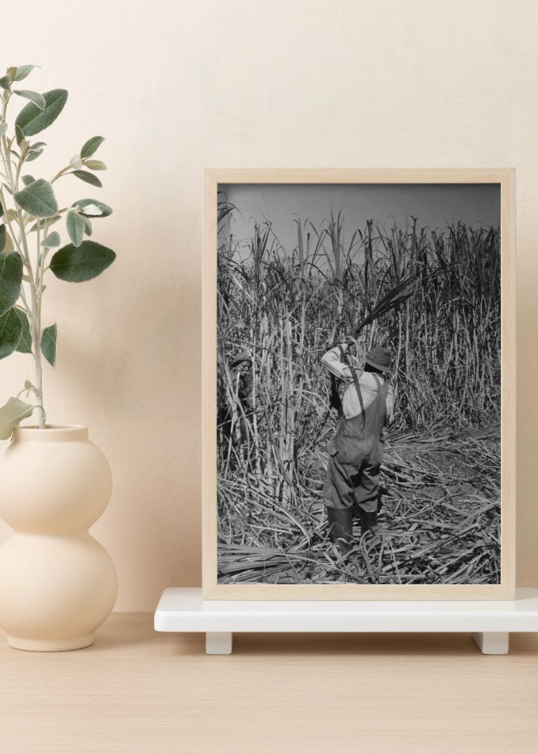 Cutting sugarcane near New Iberia
