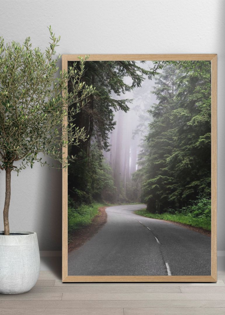 Redwood National and State Park