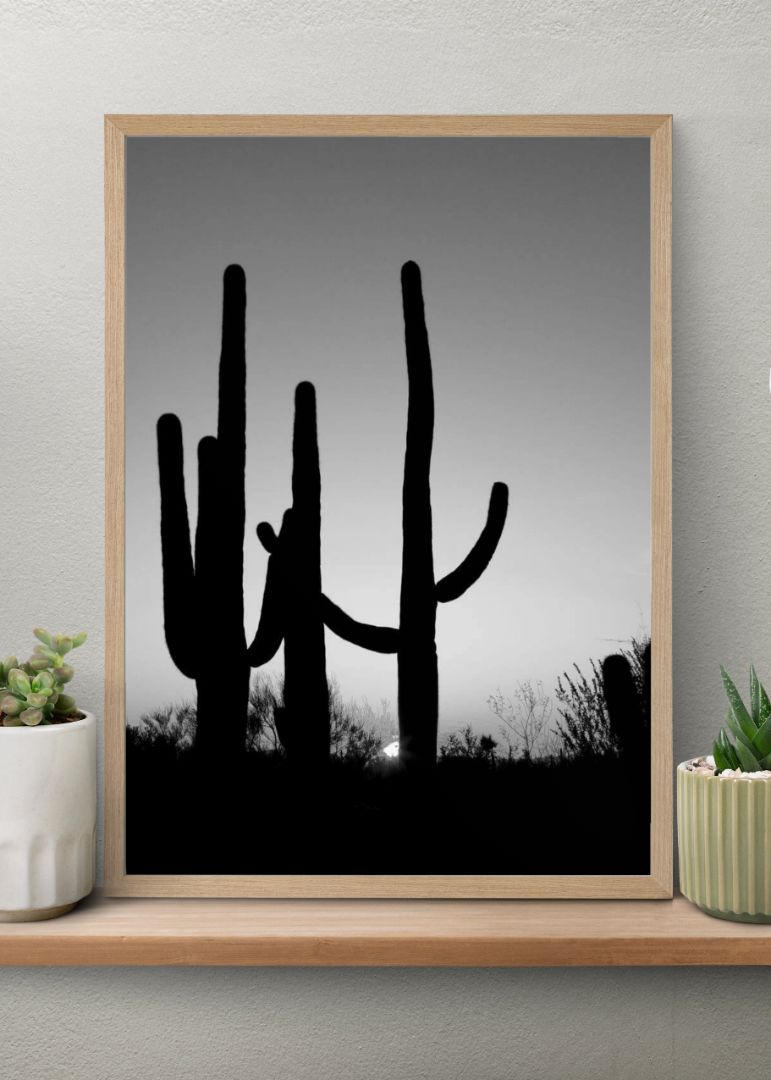 Saguaro Cactus near Tucson