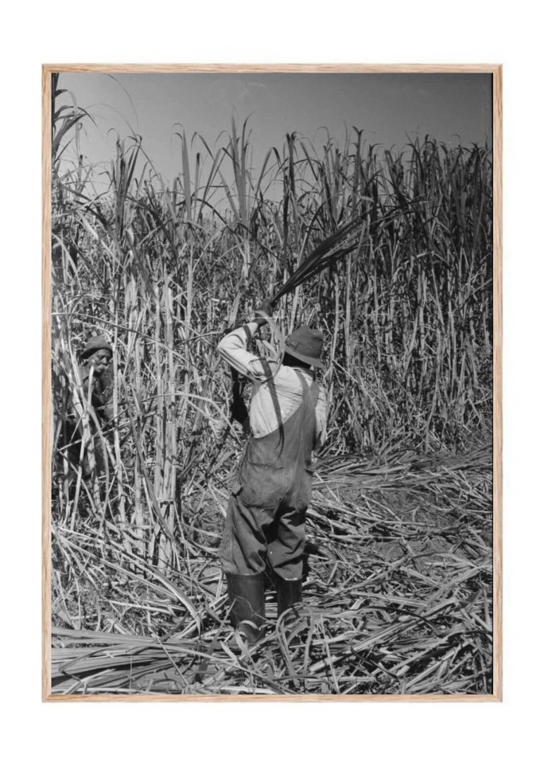 Cutting sugarcane near New Iberia