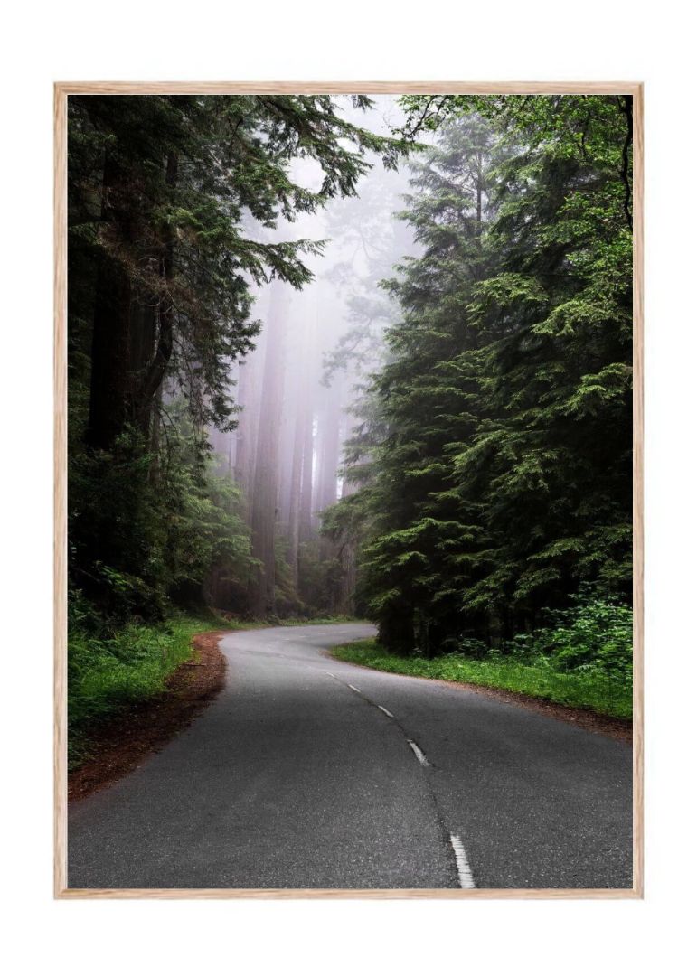 Redwood National and State Park