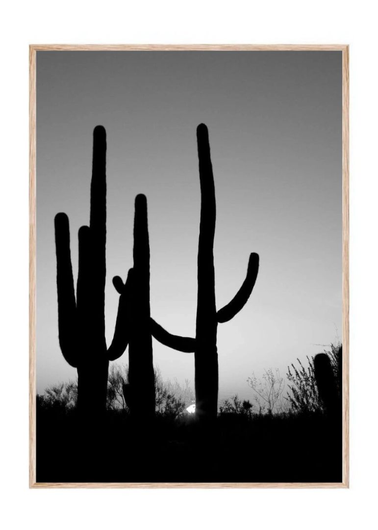 Saguaro Cactus near Tucson