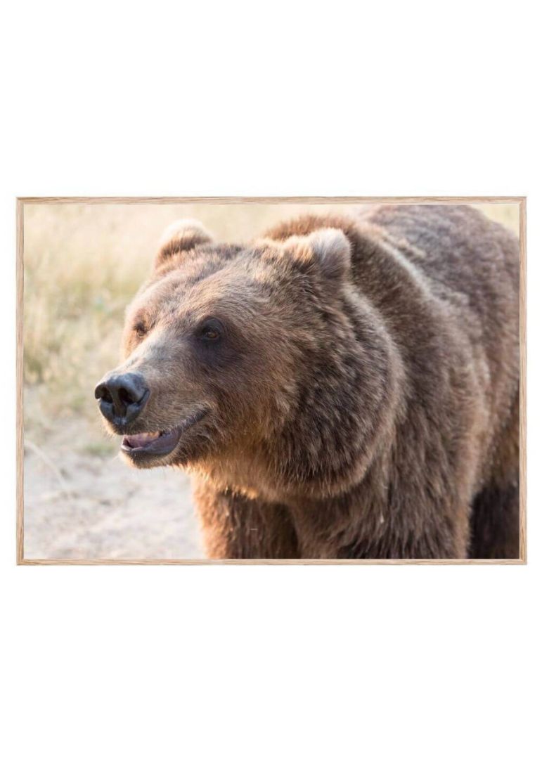 smiling brown bear