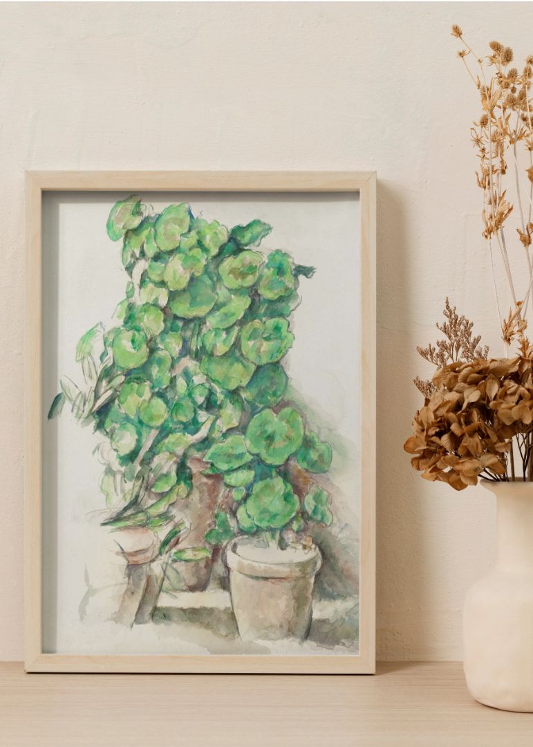Geraniums